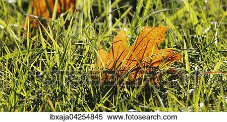 Gelbes Ahornblatt (Acer sp. ) liegt im Gras, Herbstfarbung, Brandenburg, Deutschland, Europa View Large Photo Image Stock Photography - Gelbes Ahornblatt (Acer sp. ) liegt im Gras, Herbstfarbung, Brandenburg, Deutschland, Europa. Fotosearch
