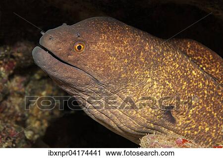 Gelbgefleckte, Gelbrand- oder Russkopfmurane (Gymnothorax flavimarginatus), Cocos Island, Kokosinsel, Costa Rica, Nordamerika View Large Photo Image Stock Image - Gelbgefleckte, Gelbrand- oder Russkopfmurane (Gymnothorax flavimarginatus), Cocos Island, Kokosinsel, Costa Rica, Nordamerika. Fotosearch