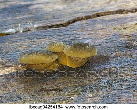 Gelbstieliger Muschelseitling (Panellus serotinus), Fruchtkorper an verrottendem Hainbuchenstamm (Carpinus betulus), Naturschutzgebiet Monchbruch, Russelsheim, Hessen, Deutschland, Europa View Large Photo Image Picture - Gelbstieliger Muschelseitling (Panellus serotinus), Fruchtkorper an verrottendem Hainbuchenstamm (Carpinus betulus), Naturschutzgebiet Monchbruch, Russelsheim, Hessen, Deutschland, Europa. Fotosearch