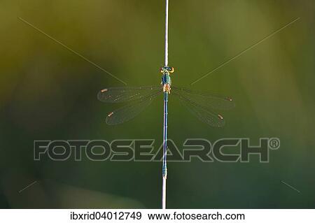 Stock Photo - Gemeine Binsenjungfer (Lestes sponsa) an einem Grashalm, Grosses Veen, Nordrhein-Westfalen, Deutschland, Europa. Fotosearch