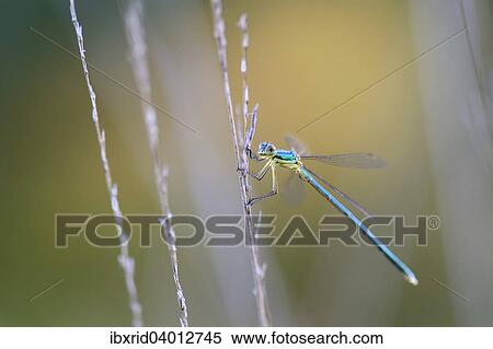Gemeine Binsenjungfer (Lestes sponsa) an einem Grashalm, Grosses Veen, Nordrhein-Westfalen, Deutschland, Europa View Large Photo Image Stock Photography - Gemeine Binsenjungfer (Lestes sponsa) an einem Grashalm, Grosses Veen, Nordrhein-Westfalen, Deutschland, Europa. Fotosearch