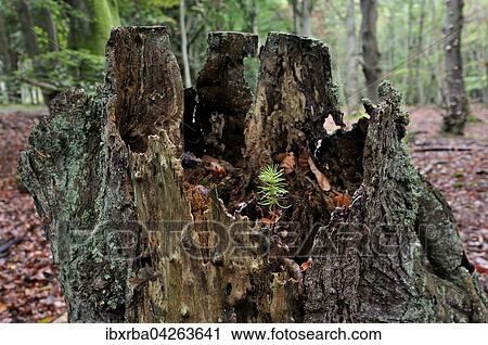 Gemeine Fichte (Picea abies), Keimling wachst auf Totholz einer Fichte im Darsser Wald, Nationalpark Vorpommersche Boddenlandschaft, Mecklenburg-Vorpommern, Deutschland, Europa View Large Photo Image Stock Image - Gemeine Fichte (Picea abies), Keimling wachst auf Totholz einer Fichte im Darsser Wald, Nationalpark Vorpommersche Boddenlandschaft, Mecklenburg-Vorpommern, Deutschland, Europa. Fotosearch