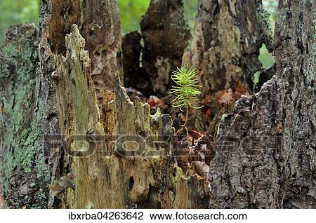 Stock Image - Gemeine Fichte (Picea abies), Keimling wachst auf Totholz einer Fichte im Darsser Wald, Nationalpark Vorpommersche Boddenlandschaft, Mecklenburg-Vorpommern, Deutschland, Europa. Fotosearch