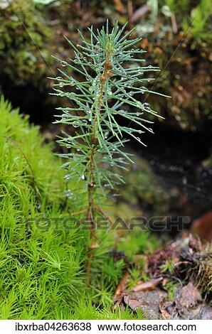 Gemeine Fichte (Picea abies), Keimling wachst zwischen Moos im Darsser Wald, Nationalpark Vorpommersche Boddenlandschaft, Mecklenburg-Vorpommern, Deutschland, Europa View Large Photo Image Stock Photo - Gemeine Fichte (Picea abies), Keimling wachst zwischen Moos im Darsser Wald, Nationalpark Vorpommersche Boddenlandschaft, Mecklenburg-Vorpommern, Deutschland, Europa. Fotosearch