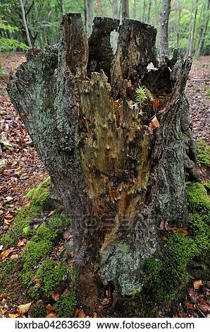 Gemeine Fichte (Picea abies), Keimling wachst auf Totholz einer Fichte im Darsser Wald, Nationalpark Vorpommersche Boddenlandschaft, Mecklenburg-Vorpommern, Deutschland, Europa View Large Photo Image Stock Photo - Gemeine Fichte (Picea abies), Keimling wachst auf Totholz einer Fichte im Darsser Wald, Nationalpark Vorpommersche Boddenlandschaft, Mecklenburg-Vorpommern, Deutschland, Europa. Fotosearch