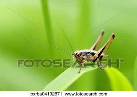 Gemeine Strauchschrecke (Pholidoptera griseoaptera), Nordrhein-Westfalen, Deutschland, Europa View Large Photo Image Stock Image - Gemeine Strauchschrecke (Pholidoptera griseoaptera), Nordrhein-Westfalen, Deutschland, Europa. Fotosearch