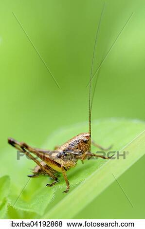 Gemeine Strauchschrecke (Pholidoptera griseoaptera), Nordrhein-Westfalen, Deutschland, Europa View Large Photo Image Stock Photo - Gemeine Strauchschrecke (Pholidoptera griseoaptera), Nordrhein-Westfalen, Deutschland, Europa. Fotosearch