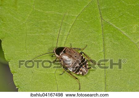 Gemeine Waldschabe (Ectobius sylvestris), Baden-Wurttemberg, Deutschland, Europa View Large Photo Image Stock Photo - Gemeine Waldschabe (Ectobius sylvestris), Baden-Wurttemberg, Deutschland, Europa. Fotosearch