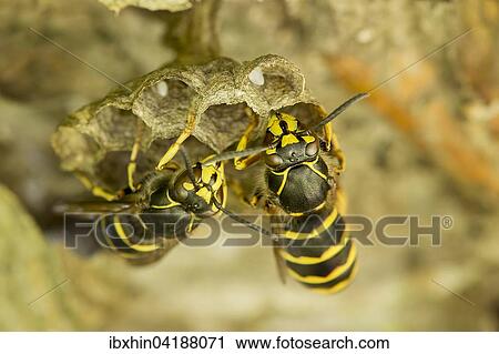 Gemeine Wespe (Vespula vulgaris), Brutwabe mit Ei, Sachsen-Anhalt, Deutschland, Europa View Large Photo Image Stock Image - Gemeine Wespe (Vespula vulgaris), Brutwabe mit Ei, Sachsen-Anhalt, Deutschland, Europa. Fotosearch