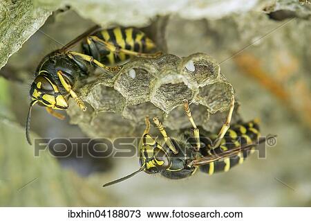 Gemeine Wespe (Vespula vulgaris), Brutwabe mit Ei, Sachsen-Anhalt, Deutschland, Europa View Large Photo Image Stock Image - Gemeine Wespe (Vespula vulgaris), Brutwabe mit Ei, Sachsen-Anhalt, Deutschland, Europa. Fotosearch