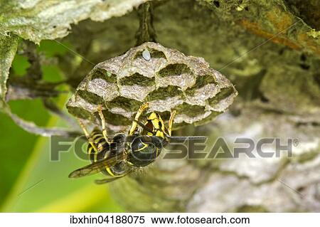 Gemeine Wespe (Vespula vulgaris), Brutwabe mit Ei, Sachsen-Anhalt, Deutschland, Europa View Large Photo Image Stock Photography - Gemeine Wespe (Vespula vulgaris), Brutwabe mit Ei, Sachsen-Anhalt, Deutschland, Europa. Fotosearch