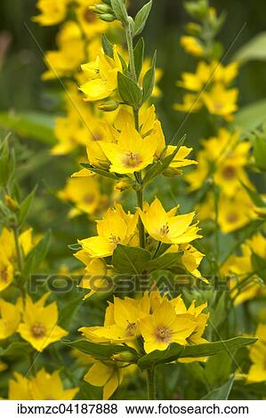 Gemeiner Gilbweiderich (Lysimachia vulgaris), Bayern, Deutschland, Europa View Large Photo Image Stock Photo - Gemeiner Gilbweiderich (Lysimachia vulgaris), Bayern, Deutschland, Europa. Fotosearch