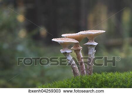 Stock Image - Gemeiner Hallimasch (Armillaria solidipes), Emsland, Niedersachsen, Deutschland, Europa. Fotosearch
