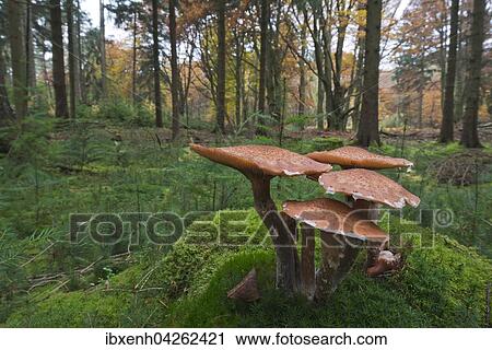 Stock Image - Gemeiner Hallimasch (Armillaria solidipes) auf Moos, Emsland, Niedersachsen, Deutschland, Europa. Fotosearch