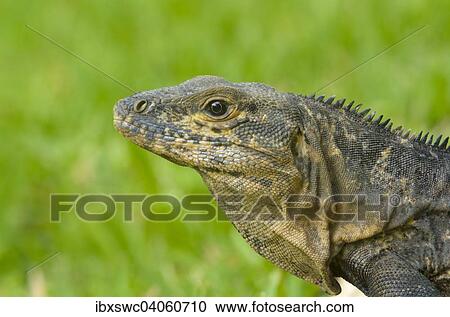 Stock Image - Gemeiner Schwarzleguan (Ctenosaura similis), Nationalpark Manuel Antonio, Provinz Puntarenas, Costa Rica, Nordamerika. Fotosearch