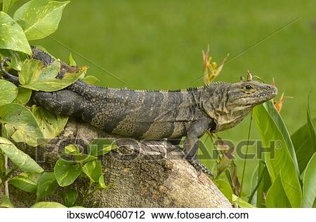 Stock Image - Gemeiner Schwarzleguan (Ctenosaura similis) auf Baumwurzel, Nationalpark Manuel Antonio, Provinz Puntarenas, Costa Rica, Nordamerika. Fotosearch