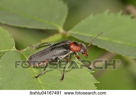 Gemeiner Weichkafer (Cantharis fusca), Baden-Wurttemberg, Deutschland, Europa View Large Photo Image Stock Image - Gemeiner Weichkafer (Cantharis fusca), Baden-Wurttemberg, Deutschland, Europa. Fotosearch