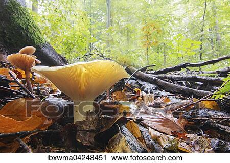 Gemeiner Weisstaubling (Russula Delica) im herbstlichen Buchenwald, Hessen, Deutschland, Europa View Large Photo Image Stock Image - Gemeiner Weisstaubling (Russula Delica) im herbstlichen Buchenwald, Hessen, Deutschland, Europa. Fotosearch