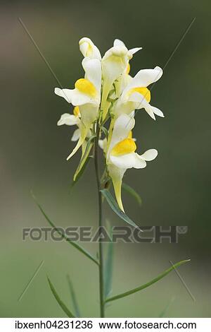 Gemeines Leinkraut (Linaria vulgaris), Emsland, Niedersachsen, Deutschland, Europa View Large Photo Image Stock Photograph - Gemeines Leinkraut (Linaria vulgaris), Emsland, Niedersachsen, Deutschland, Europa. Fotosearch