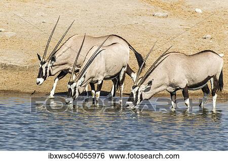 Gemsbocke oder Spiessbocke (Oryx gazella) beim Trinken am Wasserloch, Etosha-Nationalpark, Namibia, Afrika View Large Photo Image Stock Photograph - Gemsbocke oder Spiessbocke (Oryx gazella) beim Trinken am Wasserloch, Etosha-Nationalpark, Namibia, Afrika. Fotosearch