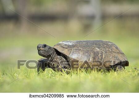 Georgia-Gopherschildkrote (Gopherus polyphemus) im Gras, Florida, USA, Nordamerika View Large Photo Image Stock Photography - Georgia-Gopherschildkrote (Gopherus polyphemus) im Gras, Florida, USA, Nordamerika. Fotosearch