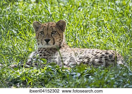Gepard (Acinonyx jubatus), im Gras liegend, captive View Large Photo Image Stock Image - Gepard (Acinonyx jubatus), im Gras liegend, captive. Fotosearch