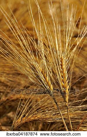 Gerste (Hordeum vulgare), Gerstenahren, Nordrhein-Westfalen, Deutschland, Europa View Large Photo Image Picture - Gerste (Hordeum vulgare), Gerstenahren, Nordrhein-Westfalen, Deutschland, Europa. Fotosearch