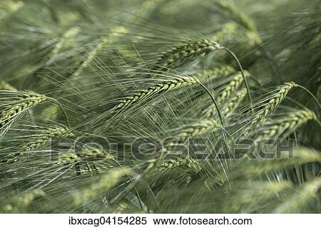 Stock Photography - Gerste (Hordeum vulgare). Fotosearch