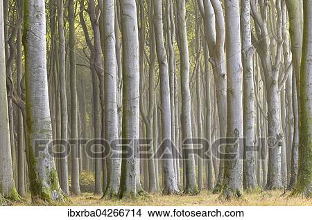 Picture - Gespensterwald, Rotbuchen (Fagus sylvatica), Nienhagen, Mecklenburg-Vorpommern, Deutschland, Europa. Fotosearch
