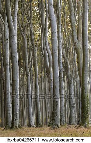 Stock Image - Gespensterwald, Rotbuchen (Fagus sylvatica), Nienhagen, Mecklenburg-Vorpommern, Deutschland, Europa. Fotosearch