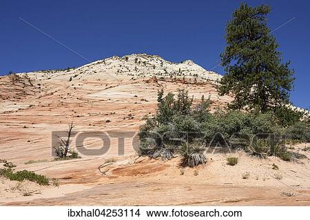 Gesteinsformationen aus Sandstein am Clear Creek, Zion Nationalpark, Utah, USA, Nordamerika View Large Photo Image Picture - Gesteinsformationen aus Sandstein am Clear Creek, Zion Nationalpark, Utah, USA, Nordamerika. Fotosearch