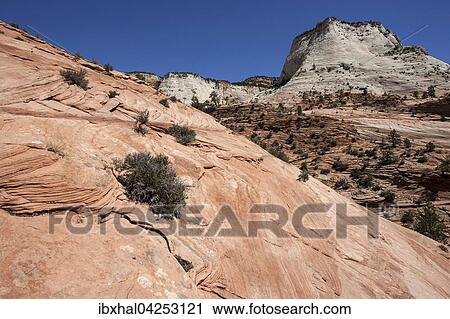 Gesteinsformationen aus Sandstein am Clear Creek, Zion Nationalpark, Utah, USA, Nordamerika View Large Photo Image Stock Image - Gesteinsformationen aus Sandstein am Clear Creek, Zion Nationalpark, Utah, USA, Nordamerika. Fotosearch