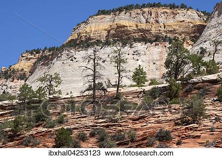 Stock Image - Gesteinsformationen aus Sandstein am Zion-Mount Carmel Highway, Dickhornschafe (Ovis canadensis) laufen auf den Felsen, Zion Nationalpark, Utah, USA, Nordamerika. Fotosearch