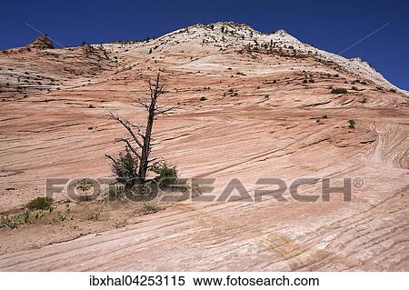 Gesteinsformationen aus Sandstein am Clear Creek, Zion Nationalpark, Utah, USA, Nordamerika View Large Photo Image Stock Photography - Gesteinsformationen aus Sandstein am Clear Creek, Zion Nationalpark, Utah, USA, Nordamerika. Fotosearch