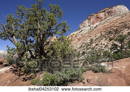 Gesteinsformationen aus Sandstein und Pinien (Pinus pinea) am Canyon Overlook Trail, hinten rechts East Temple, Zion Nationalpark, Utah, USA, Nordamerika View Large Photo Image Stock Image - Gesteinsformationen aus Sandstein und Pinien (Pinus pinea) am Canyon Overlook Trail, hinten rechts East Temple, Zion Nationalpark, Utah, USA, Nordamerika. Fotosearch
