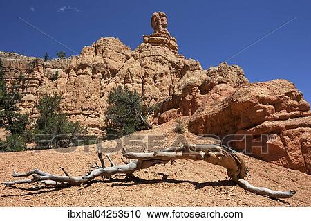 Gesteinsformationen durch Erosion, vorne Teil einer abgestorbenen Kiefer (Pinus sp. ), Red Canyon, Utah, USA, Nordamerika View Large Photo Image Stock Image - Gesteinsformationen durch Erosion, vorne Teil einer abgestorbenen Kiefer (Pinus sp. ), Red Canyon, Utah, USA, Nordamerika. Fotosearch