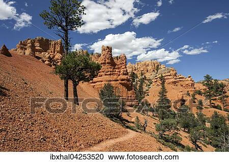 Stock Image - Gesteinsformationen durch Erosion, Trekkingpfad und Kiefern (Pinus sp. ), Red Canyon, Utah, USA, Nordamerika. Fotosearch