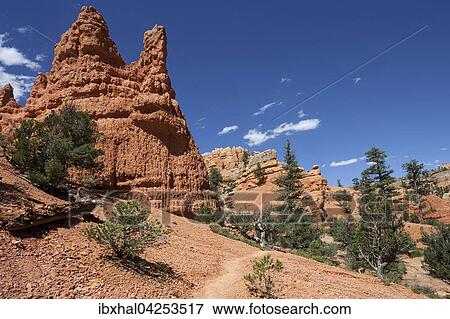 Gesteinsformationen durch Erosion, Trekkingpfad und Kiefern (Pinus sp. ), Red Canyon, Utah, USA, Nordamerika View Large Photo Image Stock Photo - Gesteinsformationen durch Erosion, Trekkingpfad und Kiefern (Pinus sp. ), Red Canyon, Utah, USA, Nordamerika. Fotosearch