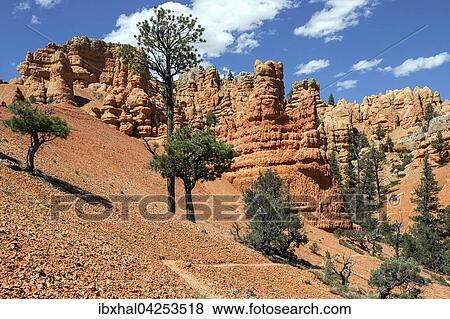 Gesteinsformationen durch Erosion, Trekkingpfad und Kiefern (Pinus sp. ), Red Canyon, Utah, USA, Nordamerika View Large Photo Image Stock Photo - Gesteinsformationen durch Erosion, Trekkingpfad und Kiefern (Pinus sp. ), Red Canyon, Utah, USA, Nordamerika. Fotosearch