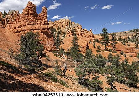 Gesteinsformationen durch Erosion, Trekkingpfad und Kiefern (Pinus sp. ), Red Canyon, Utah, USA, Nordamerika View Large Photo Image Stock Photo - Gesteinsformationen durch Erosion, Trekkingpfad und Kiefern (Pinus sp. ), Red Canyon, Utah, USA, Nordamerika. Fotosearch