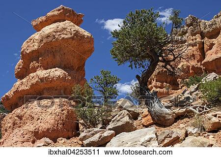 Gesteinsformationen durch Erosion und Kiefern (Pinus sp. ), Red Canyon, Utah, USA, Nordamerika View Large Photo Image Stock Image - Gesteinsformationen durch Erosion und Kiefern (Pinus sp. ), Red Canyon, Utah, USA, Nordamerika. Fotosearch