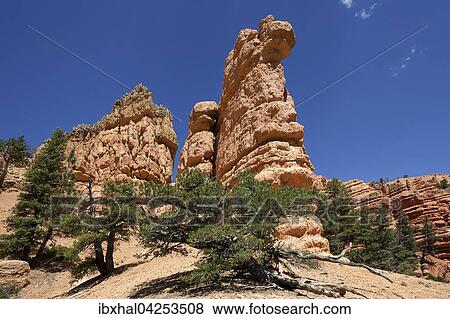 Gesteinsformationen durch Erosion und Kiefern (Linus sp. ), Red Canyon, Utah, USA, Nordamerika View Large Photo Image Stock Photo - Gesteinsformationen durch Erosion und Kiefern (Linus sp. ), Red Canyon, Utah, USA, Nordamerika. Fotosearch