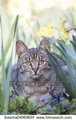 Getigerte Hauskatze, Zypern, Europa View Large Photo Image Picture - Getigerte Hauskatze, Zypern, Europa. Fotosearch