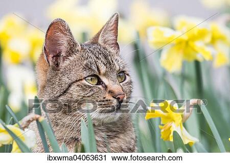 Getigerte Hauskatze, Zypern, Europa View Large Photo Image Stock Image - Getigerte Hauskatze, Zypern, Europa. Fotosearch