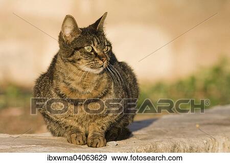 Stock Photo - Getigerte Hauskatze, Zypern, Europa. Fotosearch