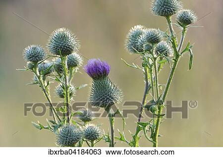 Gewohnliche Kratzdistel (Cirsium vulgare), Blutenstand, Nordrhein-Westfalen, Deutschland, Europa View Large Photo Image Stock Image - Gewohnliche Kratzdistel (Cirsium vulgare), Blutenstand, Nordrhein-Westfalen, Deutschland, Europa. Fotosearch