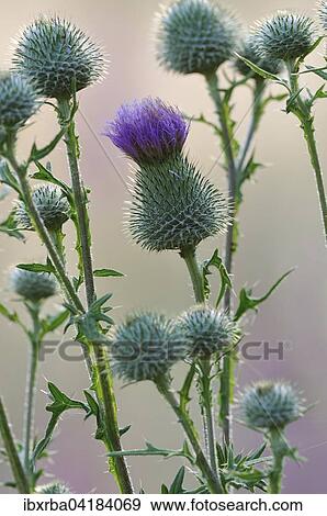 Gewohnliche Kratzdistel (Cirsium vulgare), Blutenstand, Nordrhein-Westfalen, Deutschland, Europa View Large Photo Image Stock Photo - Gewohnliche Kratzdistel (Cirsium vulgare), Blutenstand, Nordrhein-Westfalen, Deutschland, Europa. Fotosearch