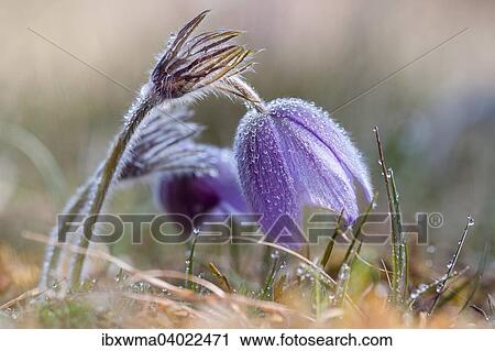 Stock Image - Gewohnliche Kuhschelle (Pulsatilla vulgaris), Hessen, Deutschland, Europa. Fotosearch