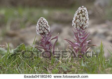 Gewohnliche Pestwurz (Petasites hybridus), bluhend, Nordrhein-Westfalen, Deutschland, Europa View Large Photo Image Stock Image - Gewohnliche Pestwurz (Petasites hybridus), bluhend, Nordrhein-Westfalen, Deutschland, Europa. Fotosearch