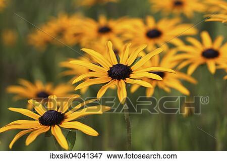 Gewohnlicher Sonnenhut, Leuchtender Sonnenhut (Rudbeckia fulgida), Baden-Wurttemberg, Deutschland, Europa View Large Photo Image Stock Photo - Gewohnlicher Sonnenhut, Leuchtender Sonnenhut (Rudbeckia fulgida), Baden-Wurttemberg, Deutschland, Europa. Fotosearch